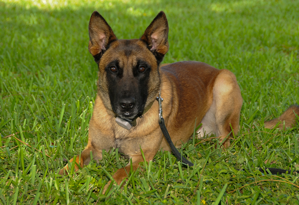 Dual-purpose K9 Acquired for PBSO Johnny