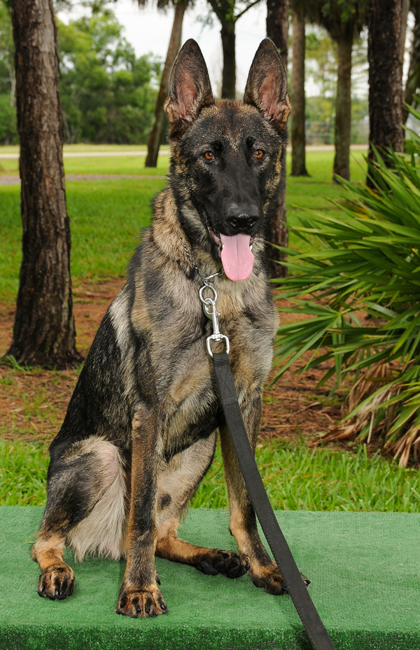 Dual-purpose K-9 Acquired for PBSO