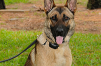 Dual–purpose K-9 Acquired for PBSO