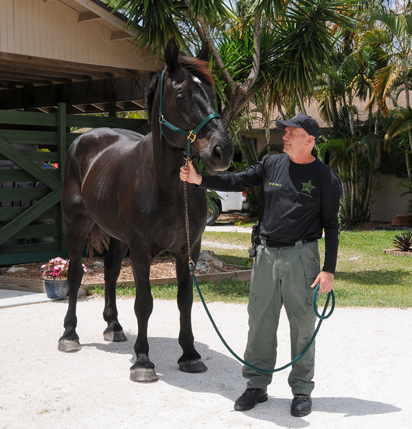 Horse Acquired for PBSO
